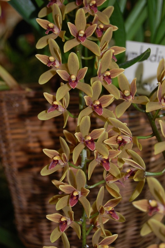 Cymbidium